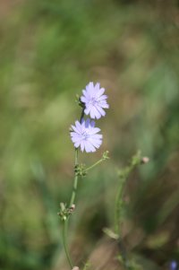 Nikon on Canon 8-2-14.JPG