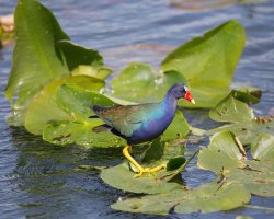 Purple_Gallinule-1.jpg