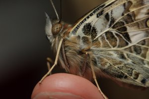 Painted Lady Butterfly (6 of 18).JPG