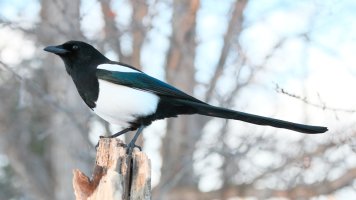 Magpie_23997.JPG