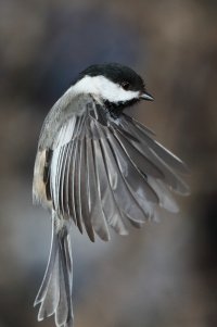 Look Ma, no hands_24174.JPG