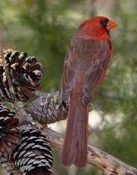 MAJESTIC CARDINAL.jpg