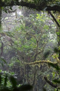 Monteverde_Cloud_Forest_05_small.jpg