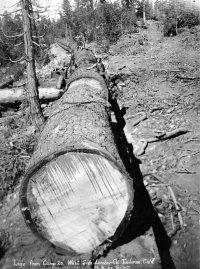 tulm246log on train.jpg