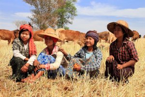 Cattle Tenders, Burma.jpg