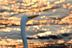 .Watching the sunset.jpg