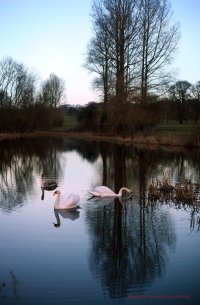 Londesborough Swans 2.jpg