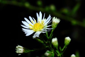 Small White Aster 4 (Aster vimineus).JPG