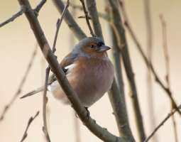 Chaffinch915A1952-DxO.jpg