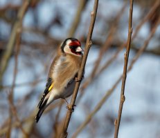 Goldfinch915A1946-DxO.jpg