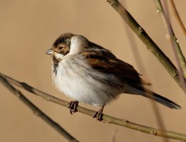 ReedBunting915A1866-DxO.jpg