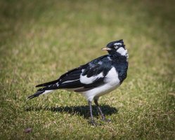 mudlark (2 of 2).jpg