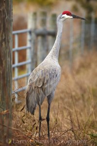 Country Roads_001.jpg