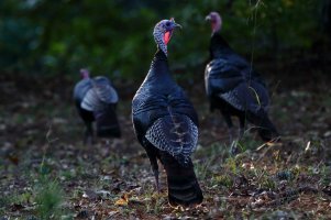 Turner Road Turkeys 10-18-2014 1.jpg