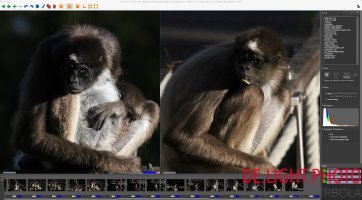 7D2 vs 7D 3:4 crop @ ISO 1600A.JPG