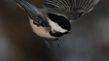 Swooping in for the kill_24387.JPG