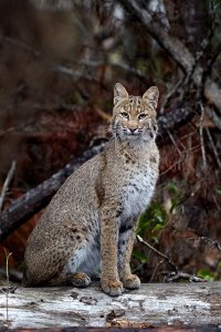 Bobcat 3 .jpg