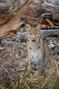 Bob Cat_002.jpg