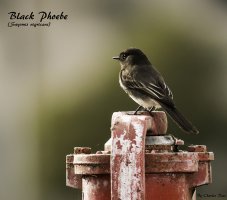 Black Phoebe 2 WEB.jpg