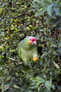 Parrot BustedIMG_9929-KF.jpg