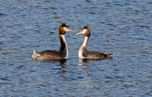 Grebes_5DIII_400mm.jpg