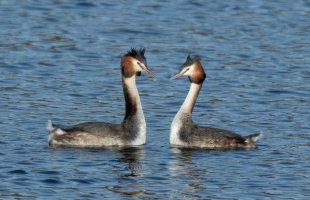 Grebes_7DII_600.jpg