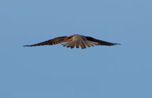 Buzzard_7DII_560.jpg