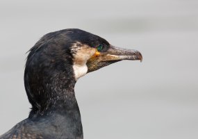 Cormorant_Portrait_2555-1200.jpg