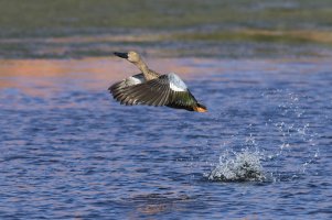 Cape Shoveller (Anas smithii).jpg