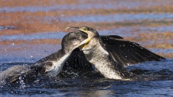 White Breasted Cormorant (Phalacrocorax carbo).jpg