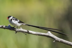 Pintail Wydah (Vidua macroura).jpg