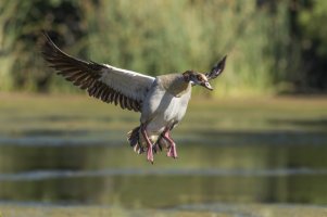 Egyptian Goose (Thalassornis leuconotus).jpg