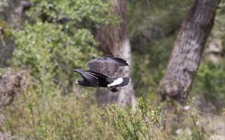 Blackhawk copy 2.jpg