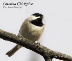 Carolina Chickadee 3JPEG.jpg
