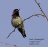 Annas Hummingbird RED JPEG.jpg