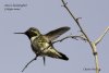 Annas hummingbird 3 JPEG.jpg