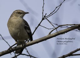 Northern Mockingbird 1 for Rumors.jpg