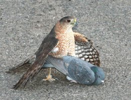 hawkpigeon1.jpg
