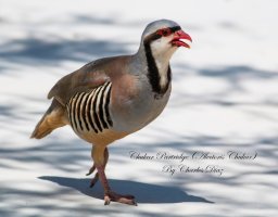 Chukar Partridge1.jpg