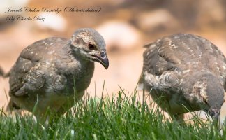 Juvenile Chukar Partridge.jpg