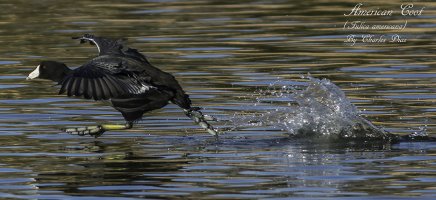 American Coot 2 JPEG WEB.jpg
