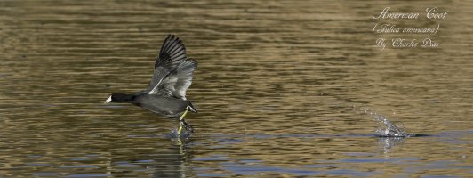 American Coot 1 JPEG.jpg