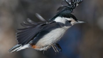 Nutty Flight_24857.JPG