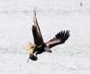 Bald Eagle Grabs Duck 05.jpg