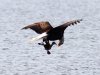 Bald Eagle Grabs Duck 08.jpg
