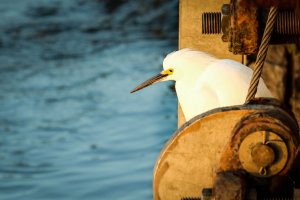 Snowy Egret.jpg