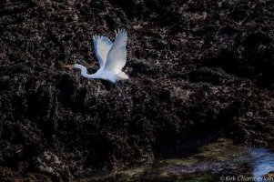 Egret-(1-of-1).jpg