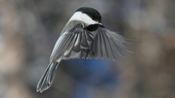 Chickadee_24845.JPG