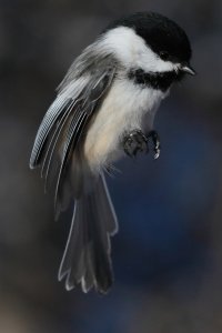 Chickadee_24868.JPG