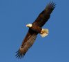 Bald Eagle Blue Sky Flight.jpg
